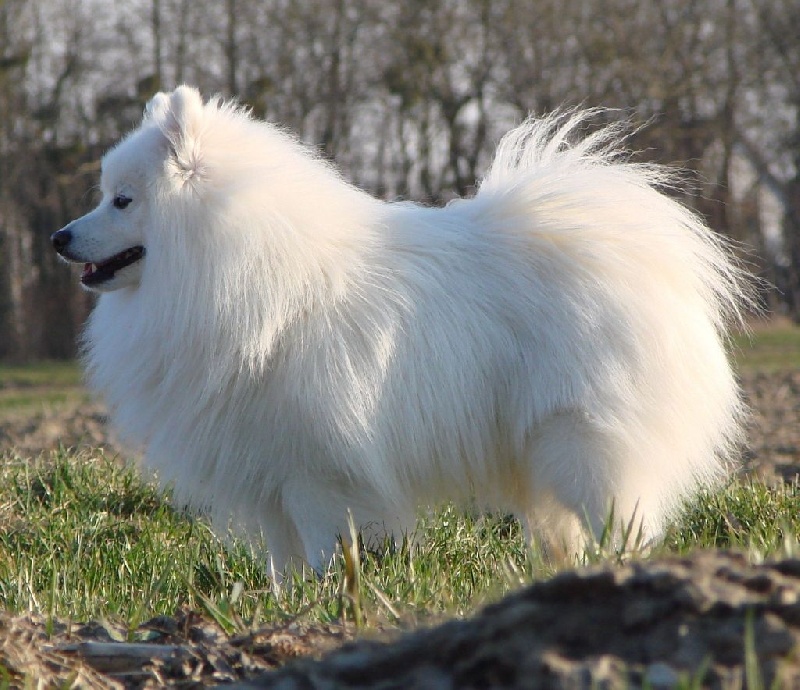 CH. Chynook Du ray de mussy