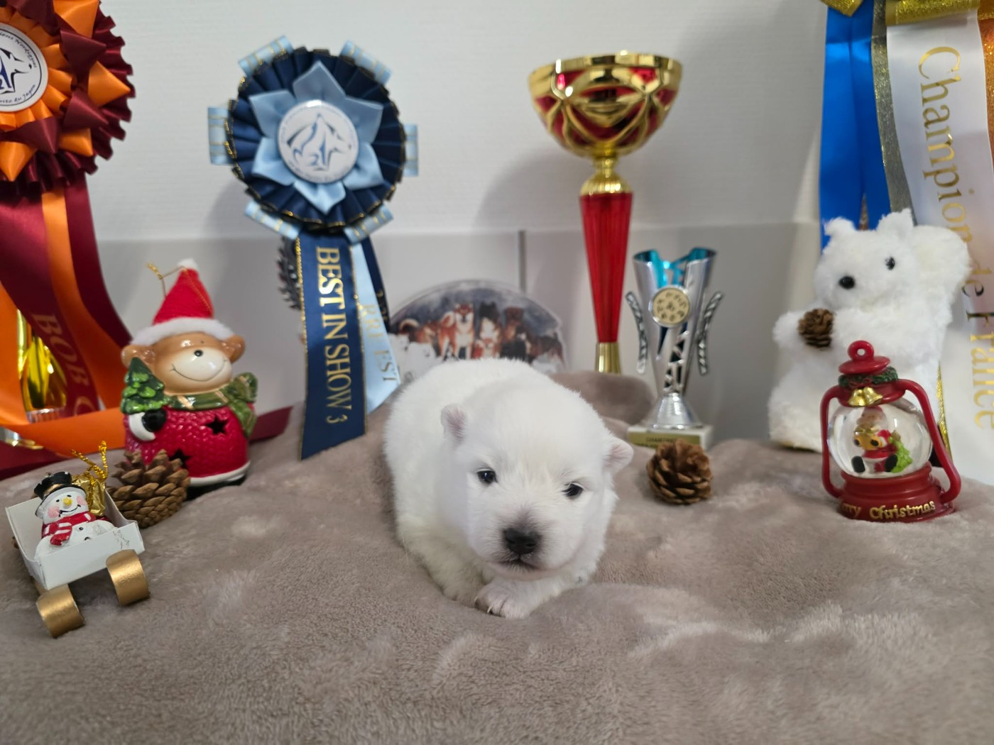 De La Forêt D'innamuramentu - Chiots disponibles - Spitz japonais