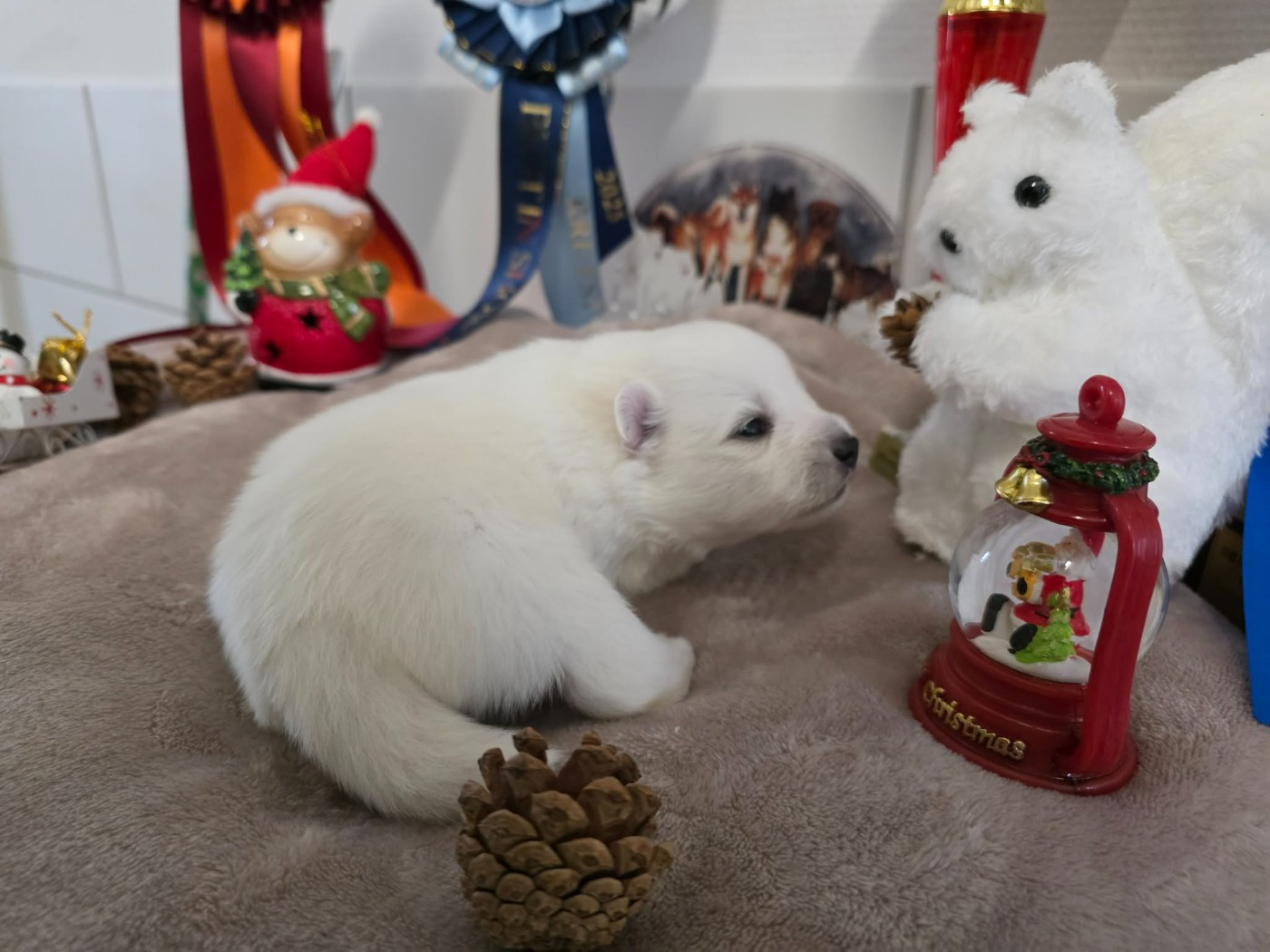 De La Forêt D'innamuramentu - Chiots disponibles - Spitz japonais