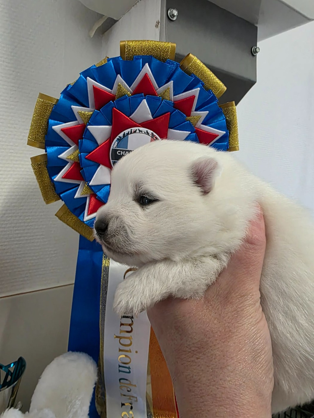 De La Forêt D'innamuramentu - Chiots disponibles - Spitz japonais