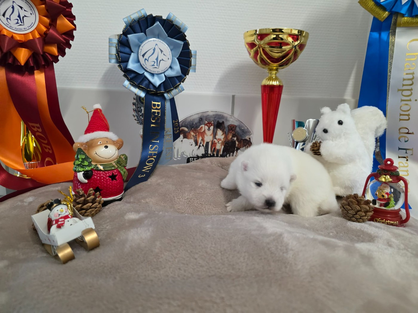 De La Forêt D'innamuramentu - Chiots disponibles - Spitz japonais