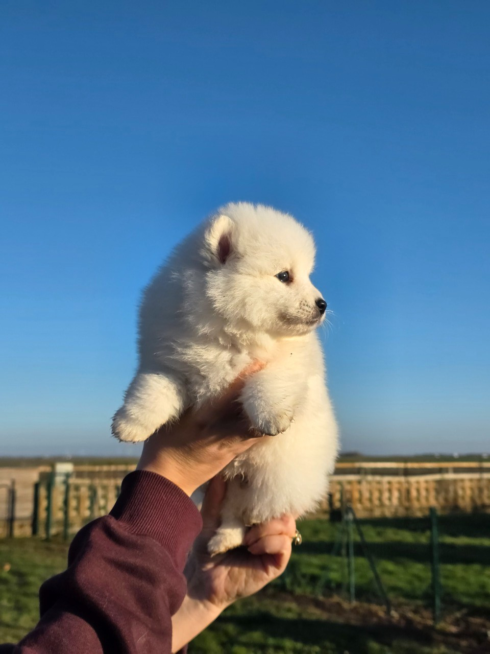 De La Forêt D'innamuramentu - Chiots disponibles - Spitz japonais