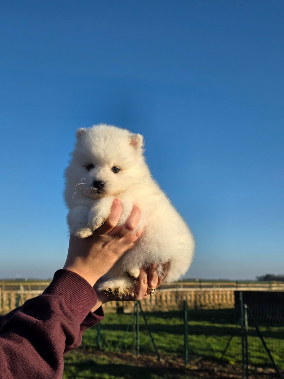 De La Forêt D'innamuramentu - Chiots disponibles - Spitz japonais