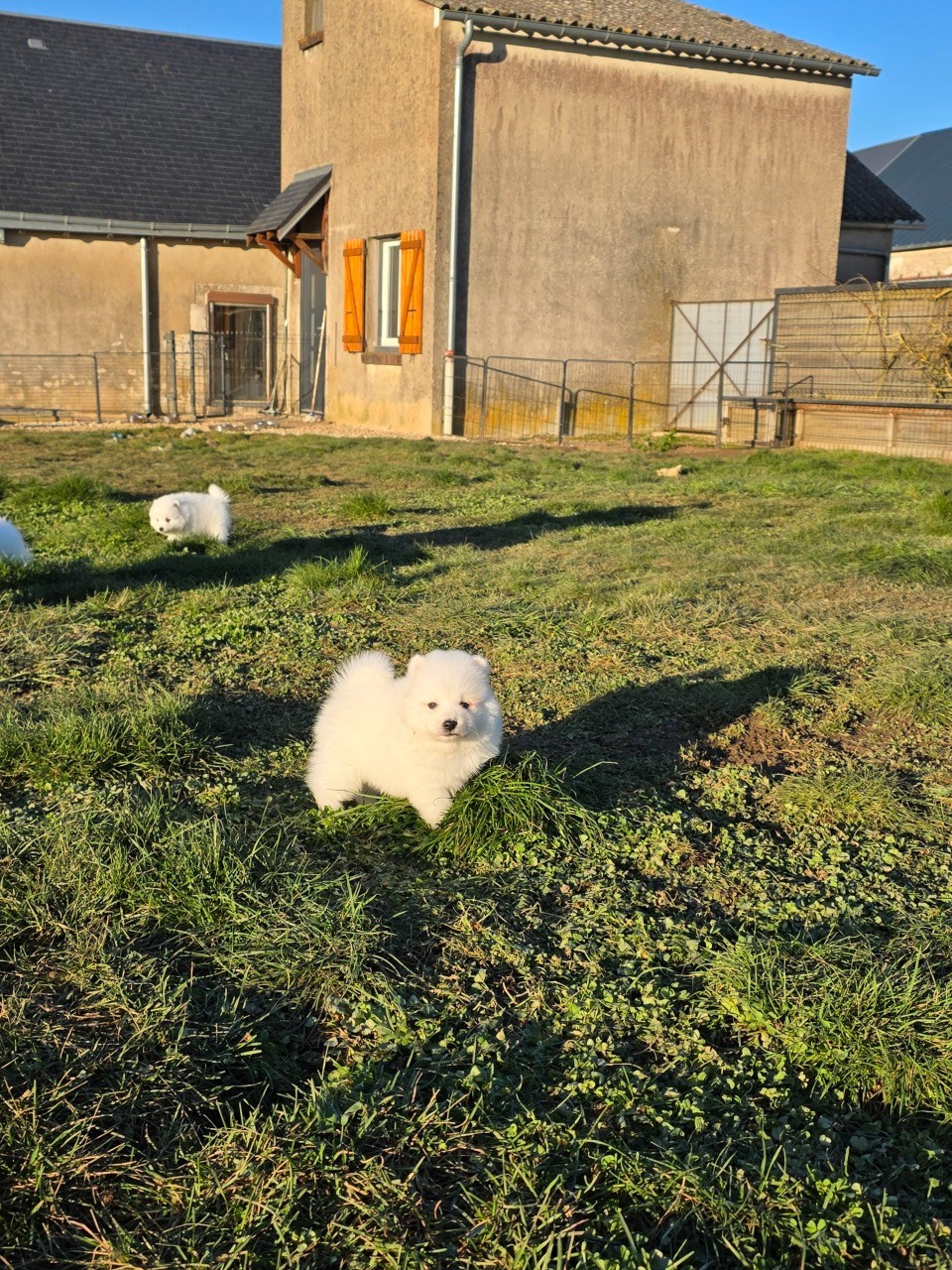 De La Forêt D'innamuramentu - Chiots disponibles - Spitz japonais