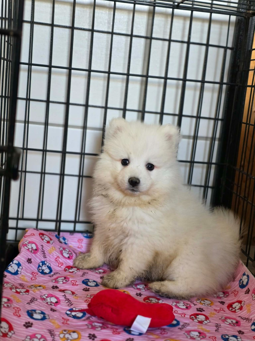 De La Forêt D'innamuramentu - Chiots disponibles - Spitz japonais