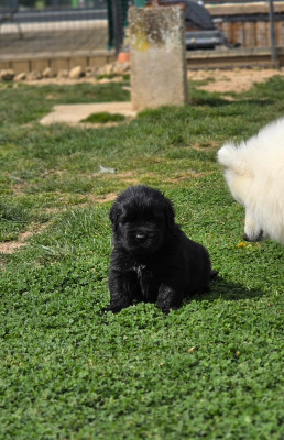 Chiot N°4